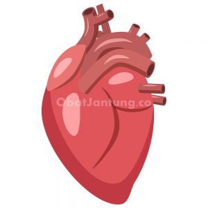 Ilustrasi Organ Jantung